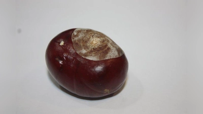 Fällt derzeit vielerorts zu Boden: die Kastanie. (Foto: job)