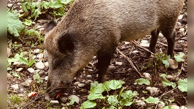 Täglich um 16 Uhr findet im Walderlebniszentrum Grünwald eine Wildschweinfütterung statt. Der Eintritt ist kostenfrei.  (Foto: hw)