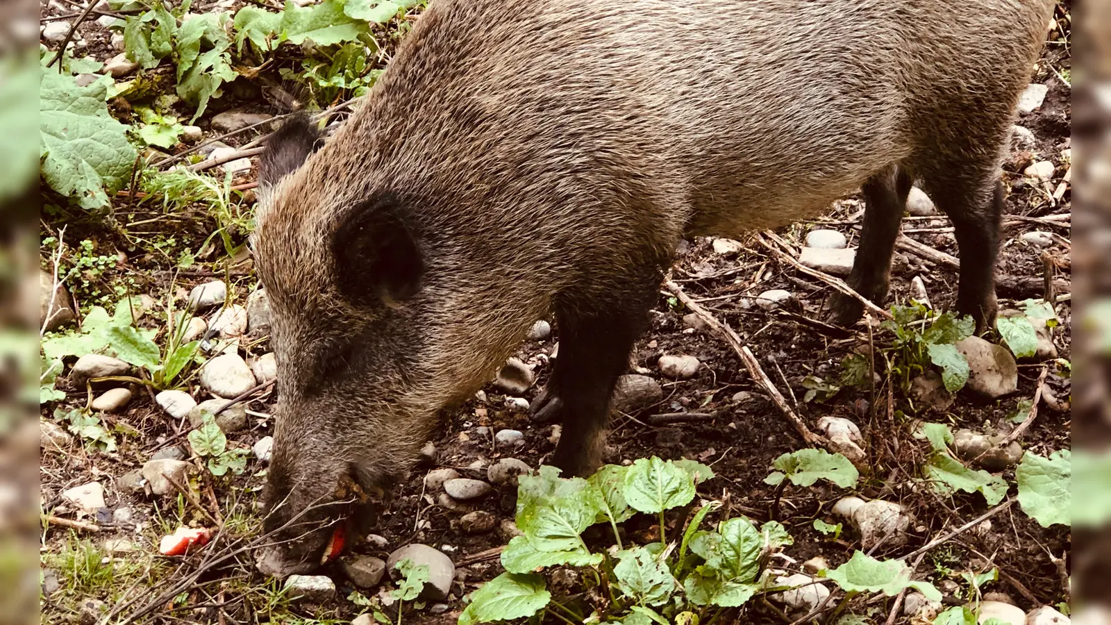 Täglich um 16 Uhr findet im Walderlebniszentrum Grünwald eine Wildschweinfütterung statt. Der Eintritt ist kostenfrei.  (Foto: hw)