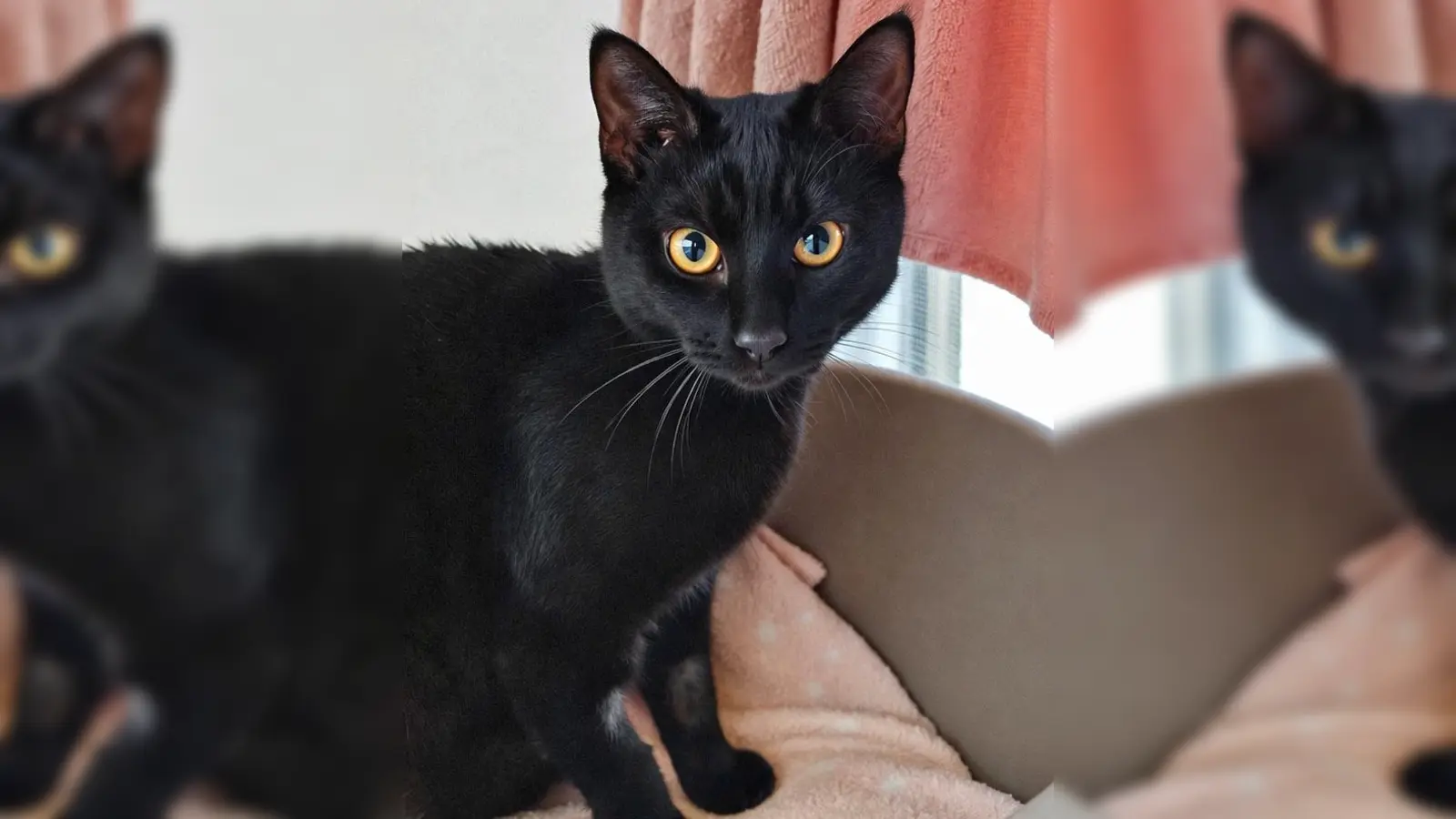 Europäisch Kurzhaar Katze Pudding. (Foto: Tierheim Riem)