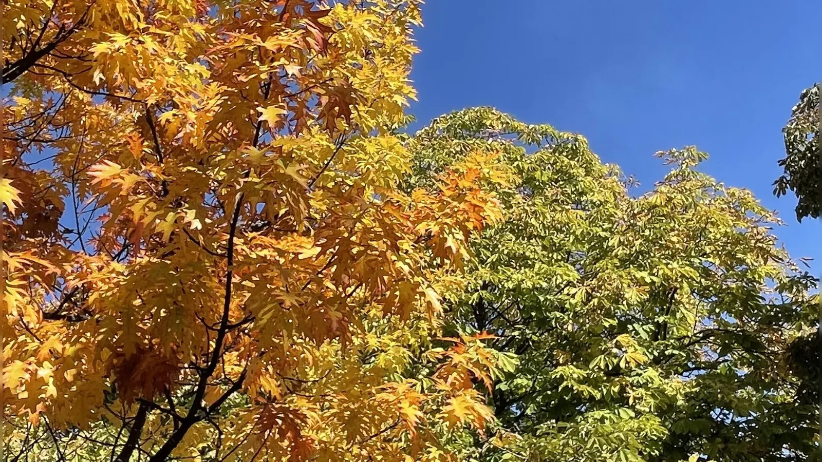 Auch Herbstlaub kann kompostiert werden. Von der Gemeinde gibt es jetzt Zuschüsse für eine Kompostierer.  (Foto: hw)