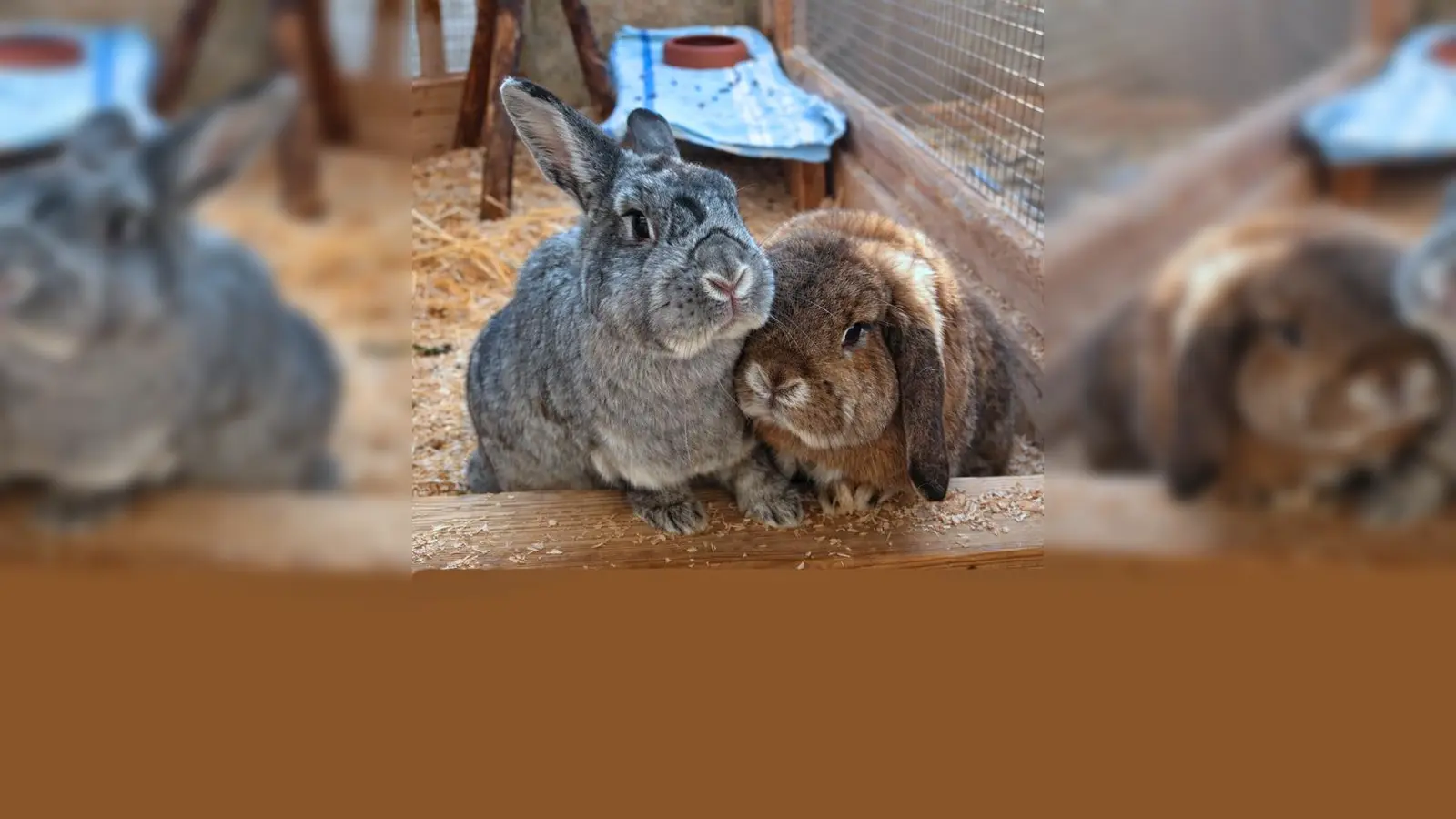 Die beiden kastrierten Kaninchen Happy und Sissy. (Foto: Tierheim Riem)