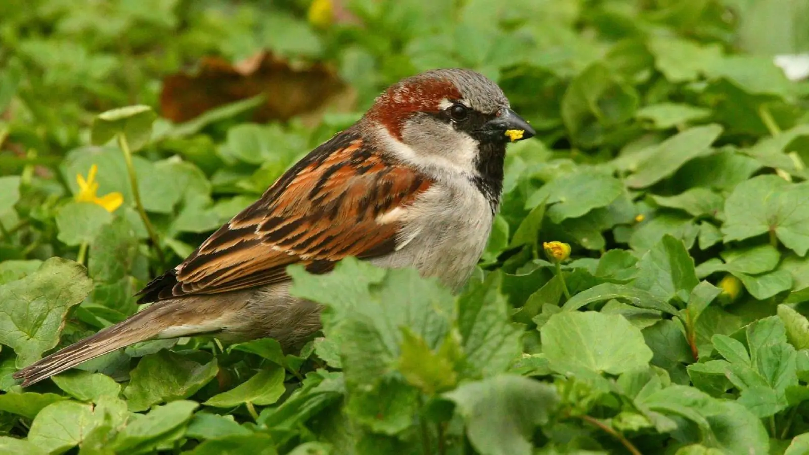 Die Mitglieder des Landesbundes für Vogelschutz (LBV) in Kirchheim, Aschheim und Feldkirchen haben eine gemeinsame Ortsgruppe gegründet. (Symbolbild: dm)