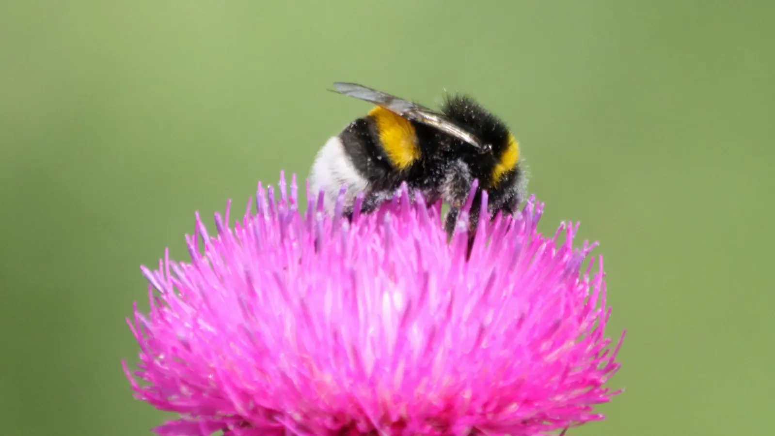 Eine Erdhummel sammelt Pollen auf einer Distel (Foto: Angela Maurer/ LBV)