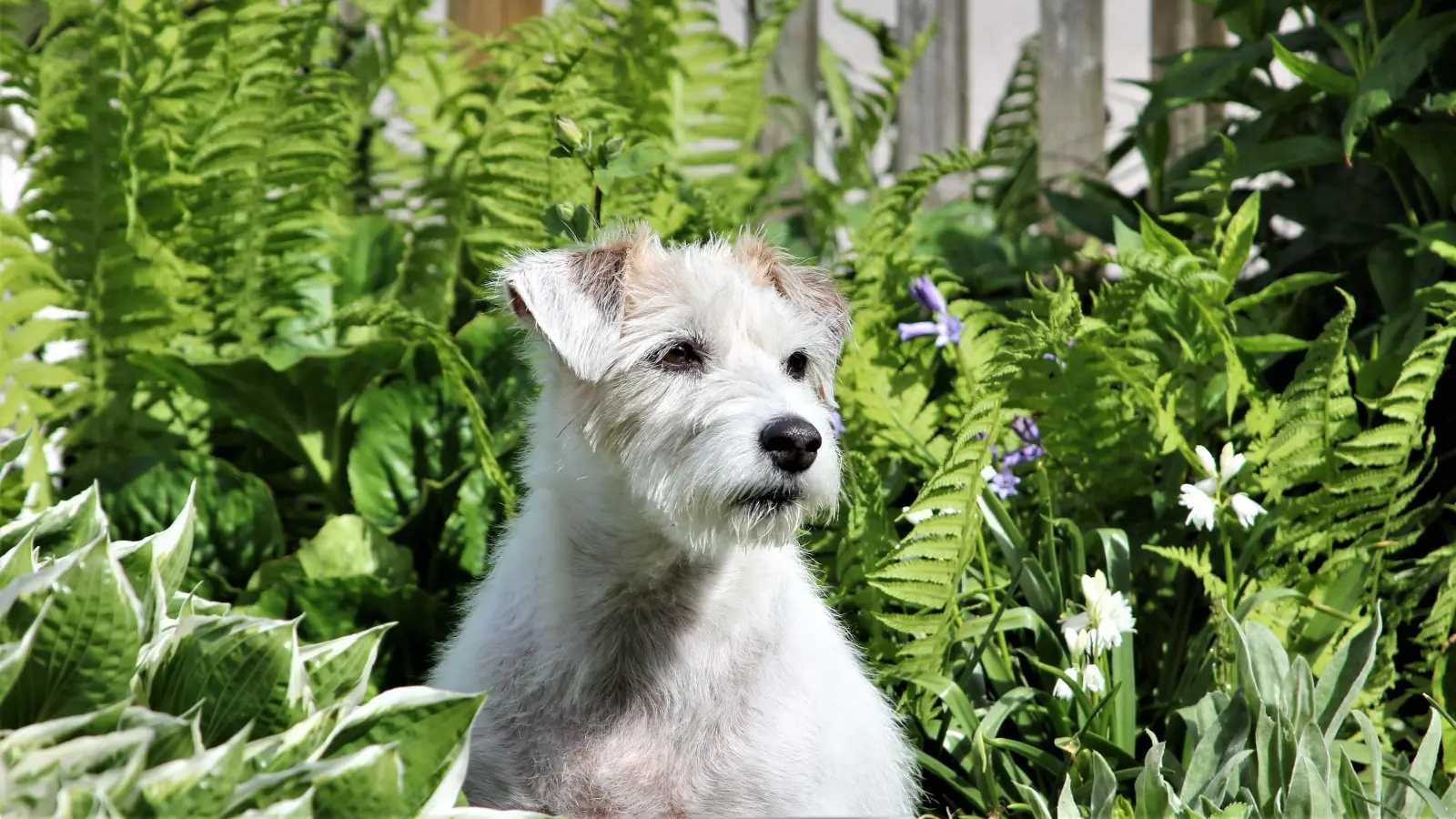 Egal welche Rasse, die Deutschen lieben ihre Hunde! (Foto: chk)