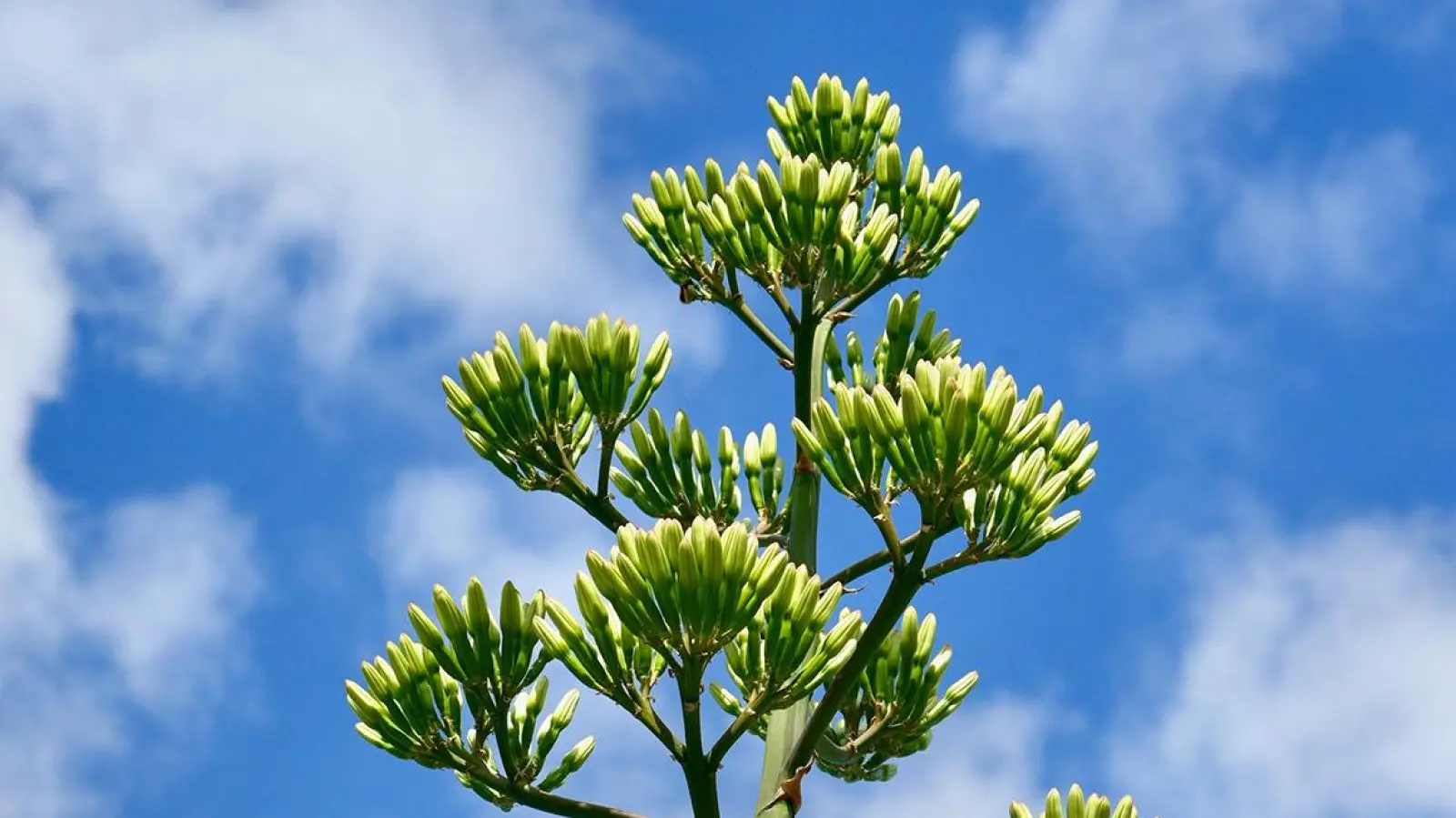 Der Blütenstand der Agave im Schlosspark Nymphenburg. (Foto: Bayerische Schlösserverwaltung/Florian Schröter)