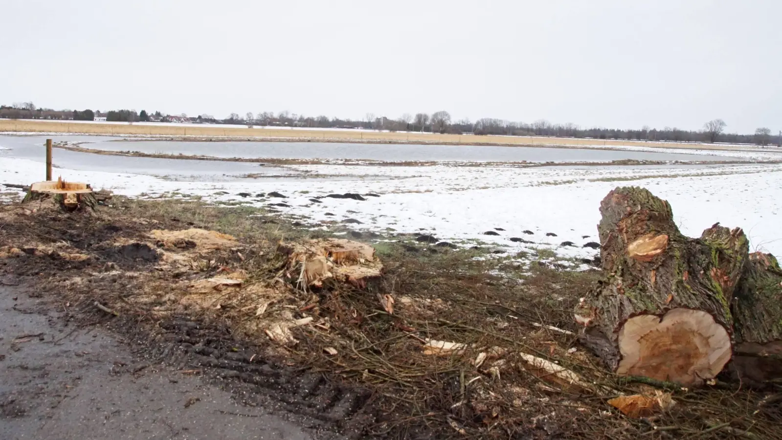 17 gesunde, große Bäume wurden im Freisinger Moos zum Schutz der Wiesenbrüter gefällt. (Foto: bro)