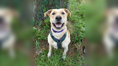 Labrador-Kroatischer Schäferhund Mischling Max. (Foto: Tierheim Riem)