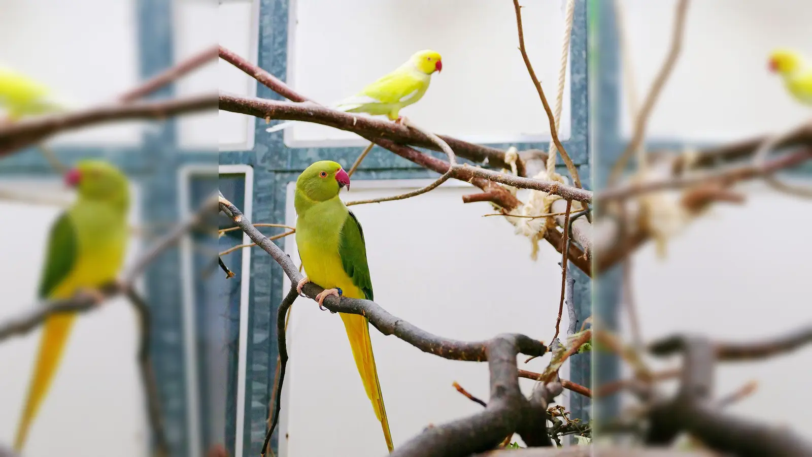Die Halsbandsittiche Bailee und Borb sind unzertrennlich und freuen sich auf ein gemeinsames neues Zuhause. (Foto: Tierheim Riem)