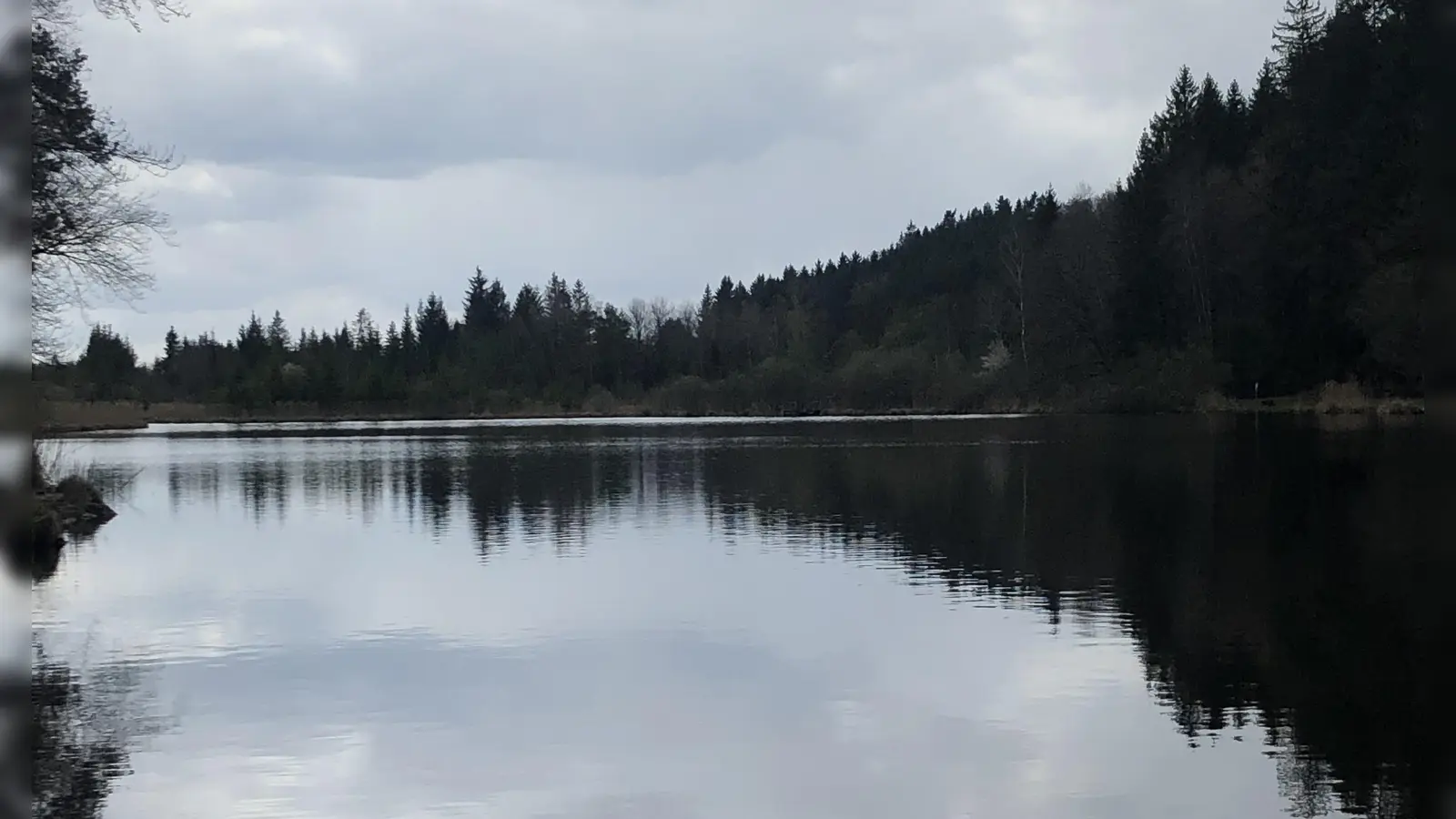 Die anhaltend hohen Temperaturen haben zu einer Massenvermehrung von Cyanobakterien (Blaualgen) im Deininger Weiher geführt. (Foto: hw)