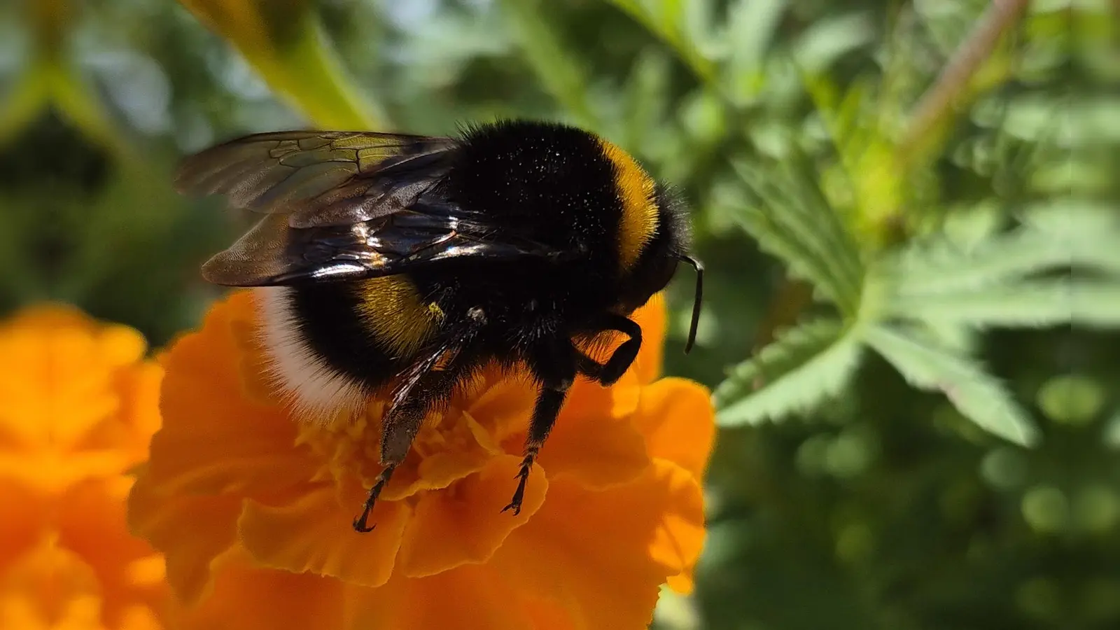 Auch auf Hummeln wird in dem Workshop ein besonderes Augenmerk gelegt. (Foto: tab)