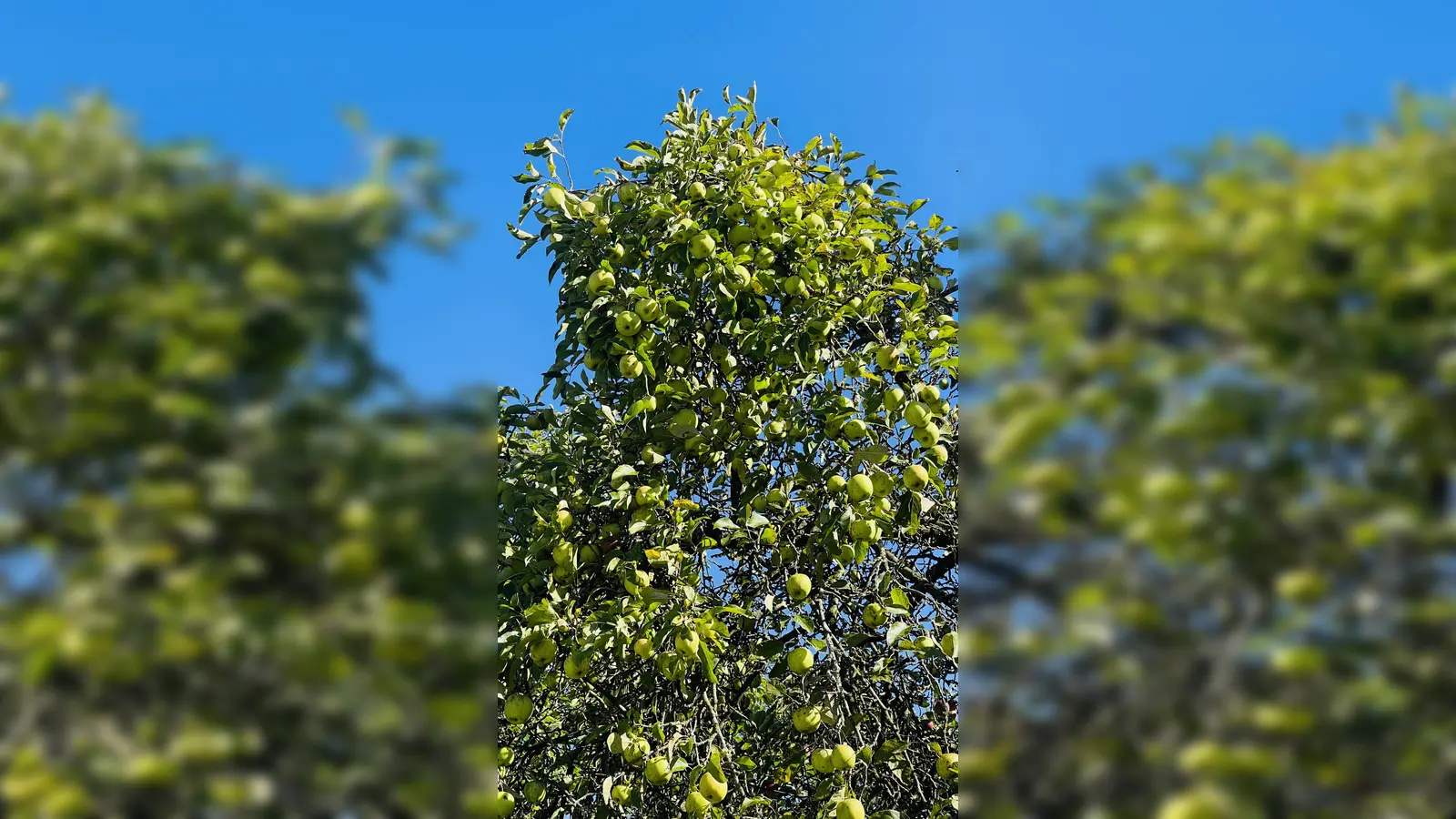 Damit die Obstbäume gut tragen, müssen sie regelmäßig beschnitten werden. (Foto: hw)