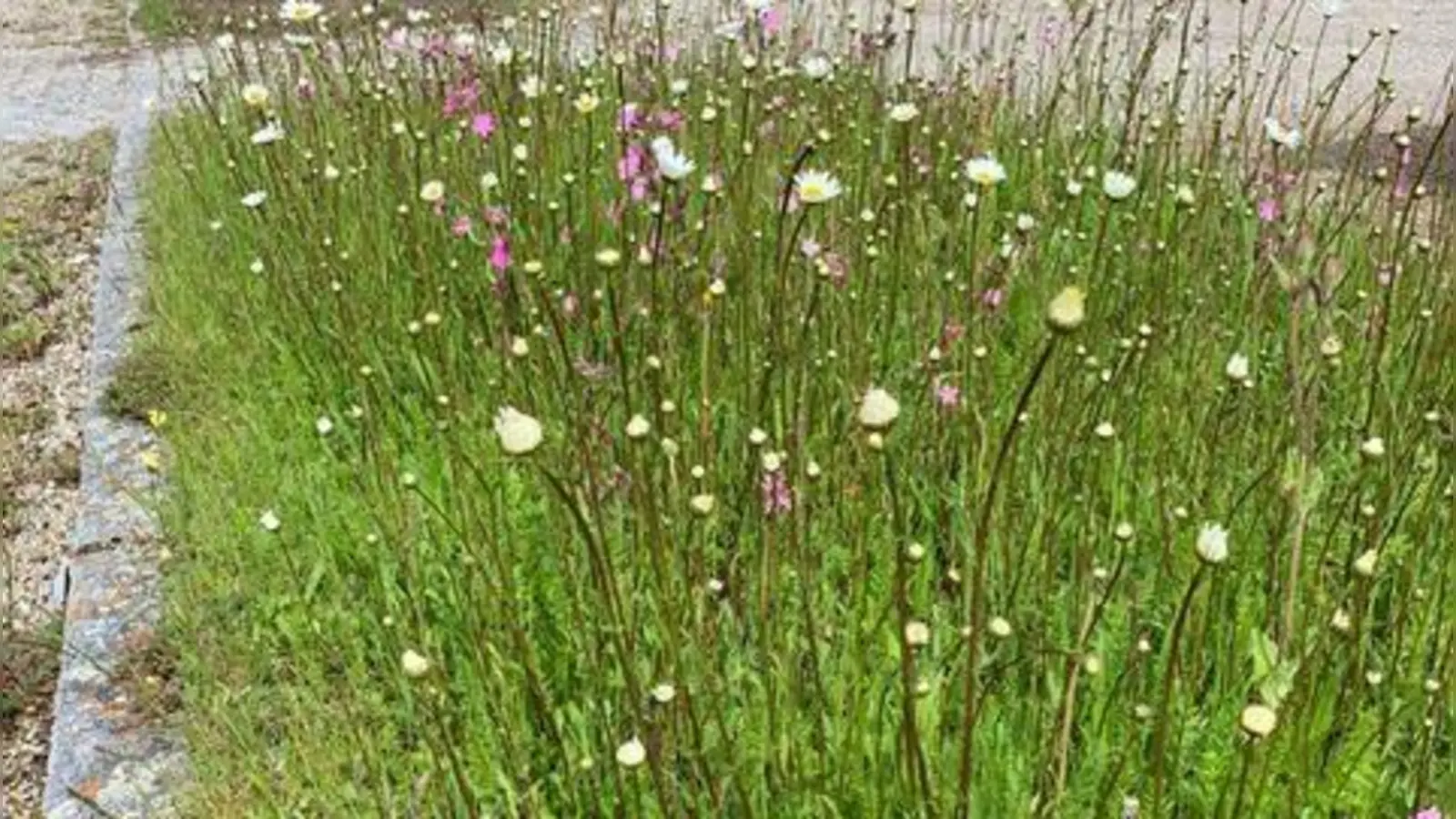 Blühwiesen gibt es bereits an mehreren Standorten in Krailling. (Foto: Gemeinde Krailling)