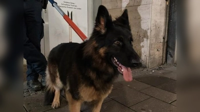 Ein wagemutiger Schäferhund ist durch den Tunnel der S-Bahn-Stammstrecke gelaufen. (Foto: Bundespolizei)