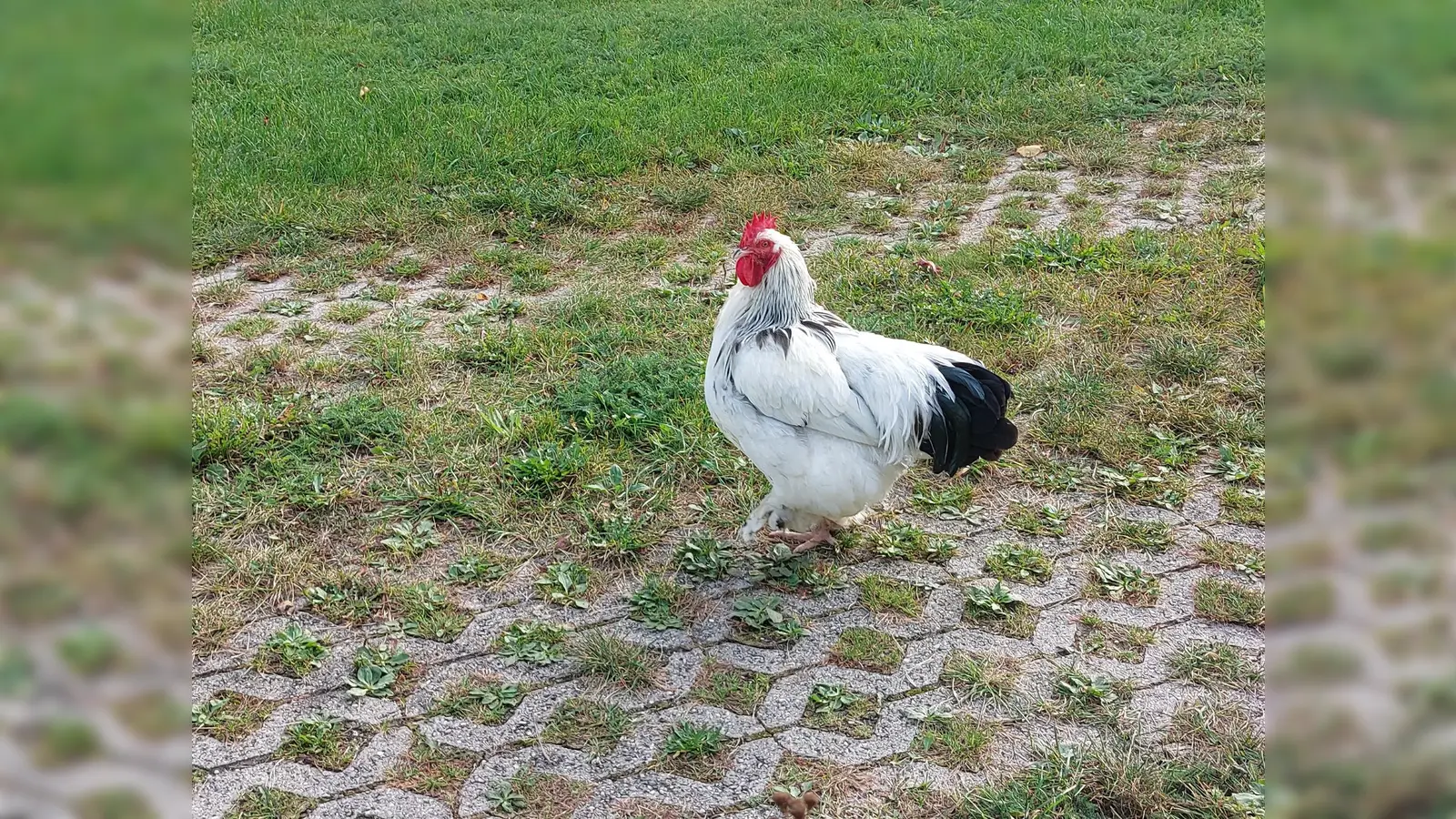 Auch Hühner brauchen Aufmerksamkeit und Pflege.  (Foto: bas)