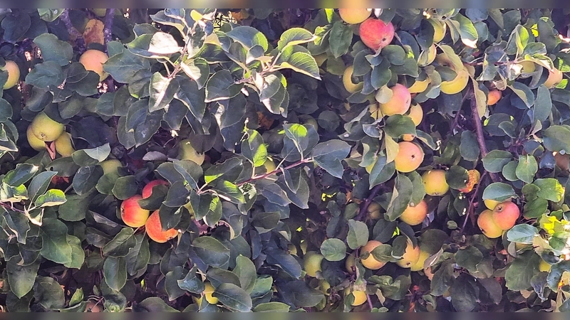 Leckere Früchte liefern Streuobstwiesen im Herbst. Die Bäume im Sommerkleid besichtigen kann man am „Tag der offenen Gartentür”.  (Foto: chk)