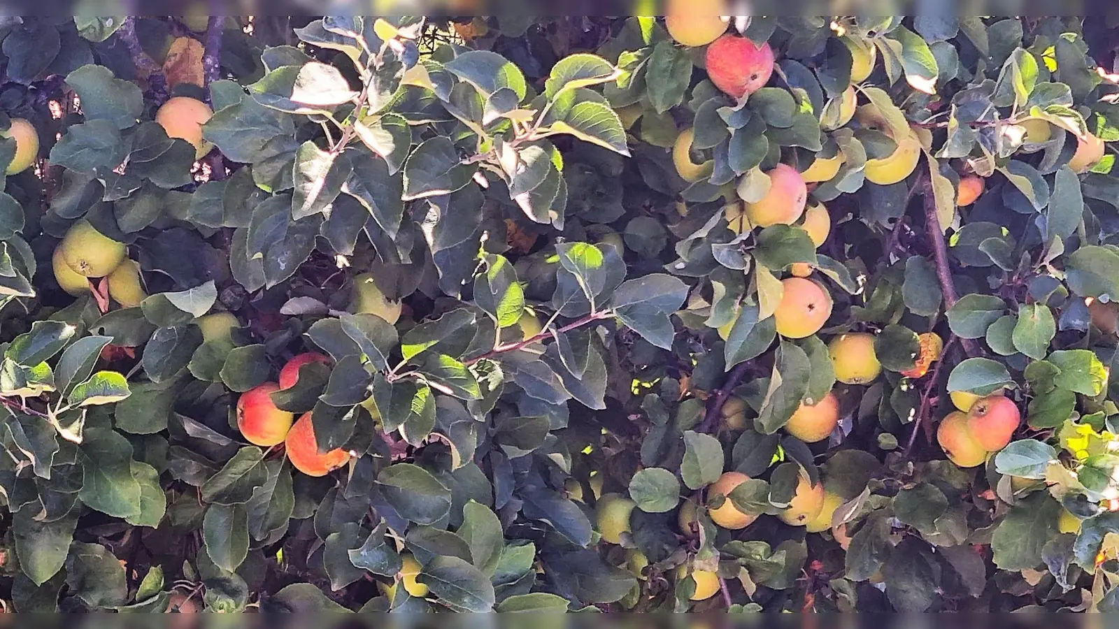 Leckere Früchte liefern Streuobstwiesen im Herbst. Die Bäume im Sommerkleid besichtigen kann man am „Tag der offenen Gartentür”.  (Foto: chk)