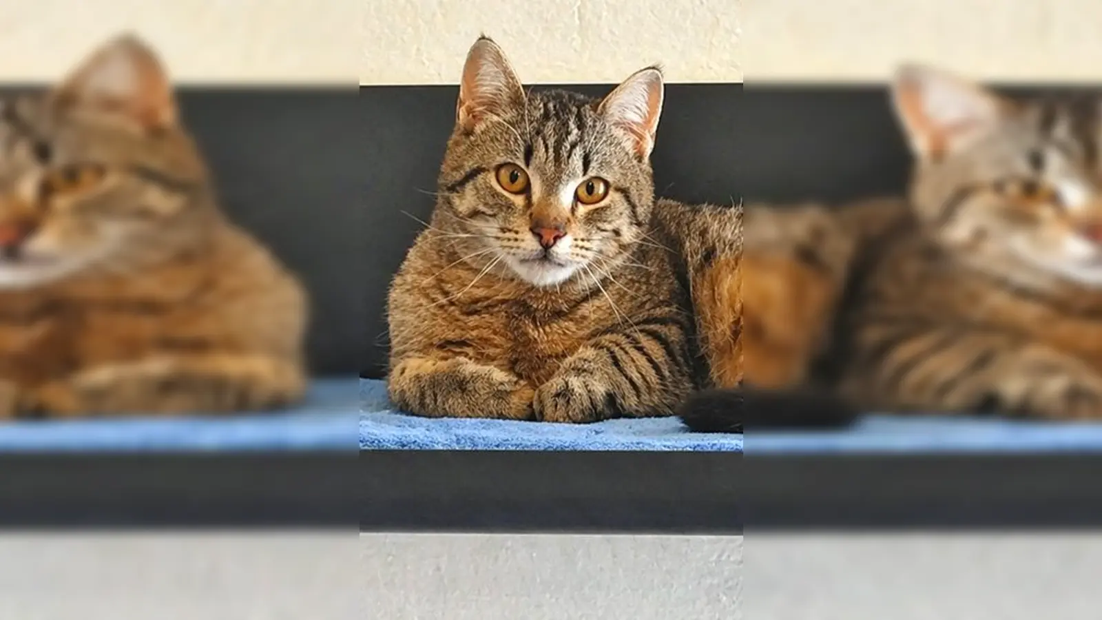 Mampfbert ist ein Europäisch Kurzhaar Kater. (Foto: Tierheim Riem)