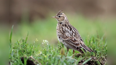 Bei einer Wanderung durch die Langwieder Heide erkundet man gemeinsam die Vielfalt der Vogelwelt. Dort brütet im Sommer auch die Feldlerche. (Foto: Frank Derer, LBV Bildarchiv)