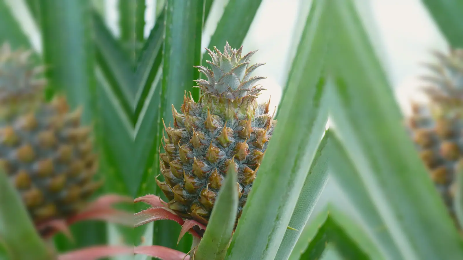 Für viele überraschend: Auch die Ananas zählt zu den sukkulenten Pflanzen. (Foto: Botmuc/Tilmann Lohff )