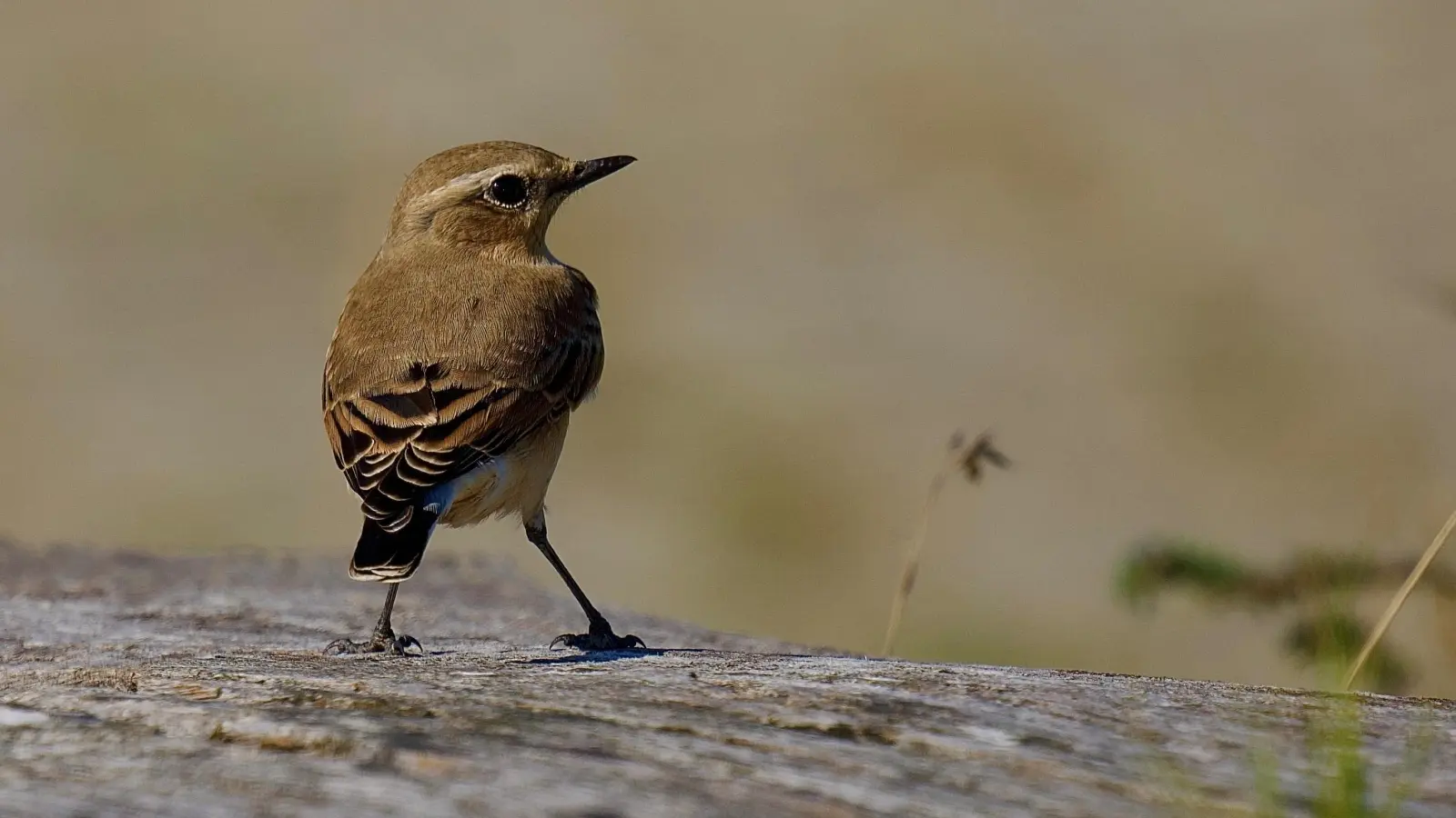 Der Steinschmätzer überwintert südlich der Sahara und ist als Langstrecken-Zugvogel auf Brutmöglichkeiten in Europa angewiesen.  (Foto: Fabian Hertrich)