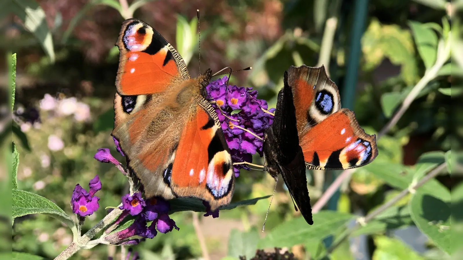 Wer seinen Garten mit insektenfreundlichen Pflanzen bestückt, darf sich über Schmetterlinge &amp; Co freuen. (F: hw)