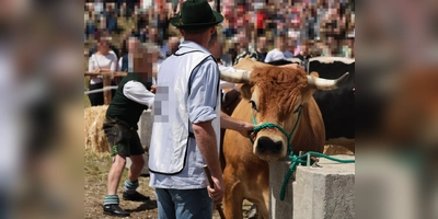 Auf den Aufnahmen sind Ochsen zu sehen, die eng mit dem Kopf an Betonblöcke gebunden werden, sodass sie sich nicht gegen das Besteigen der „Reiter“ wehren können.  (Foto: Animal Rebellion)