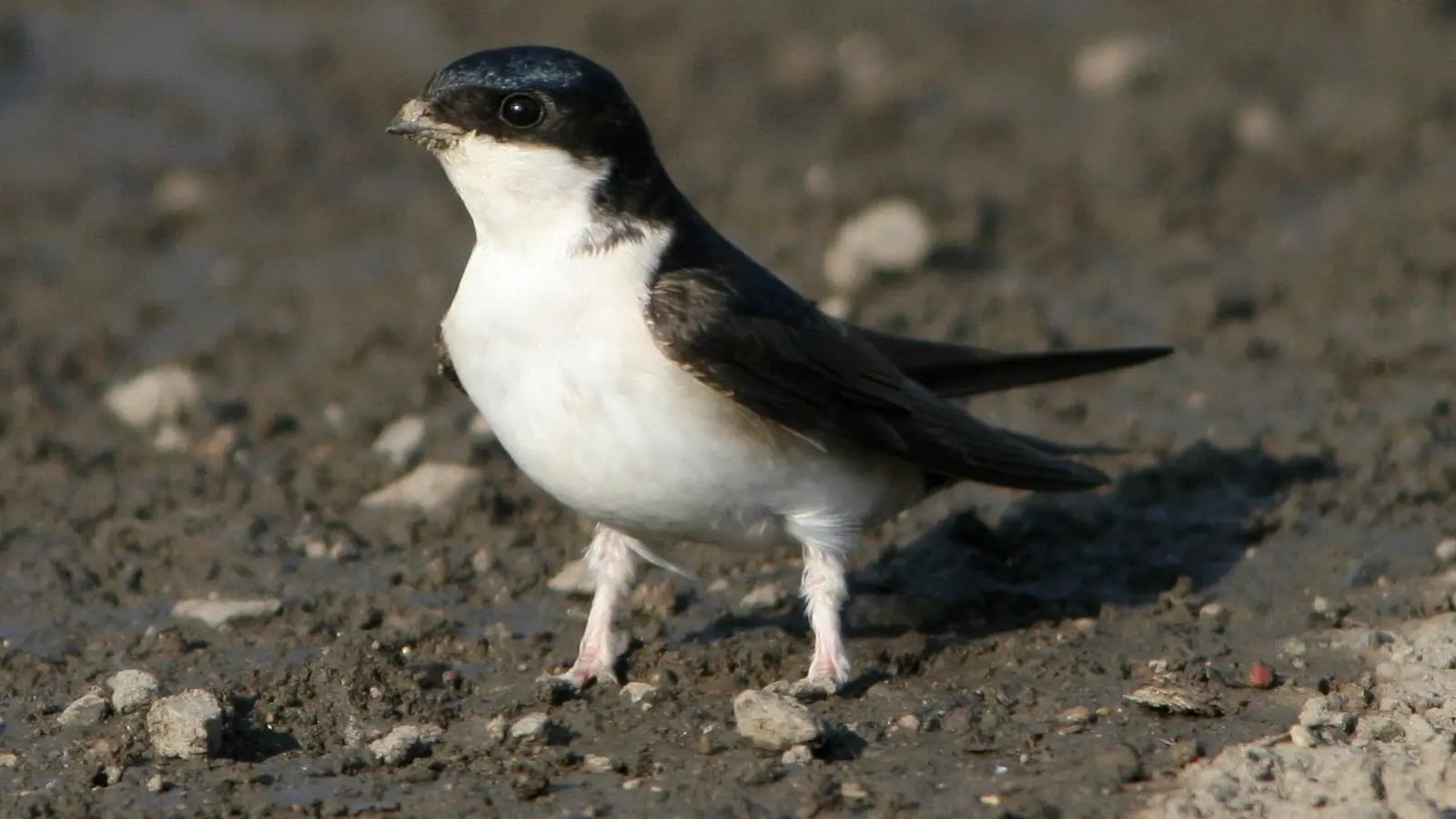 14 Zentimeter misst die Mehlschwalbe, die ihren Namen von ihren weißen Körperteilen hat. Ganz groß raus kommt sie als „Vogel des Jahres 2027”.  (Foto: Zdenek Tunka)