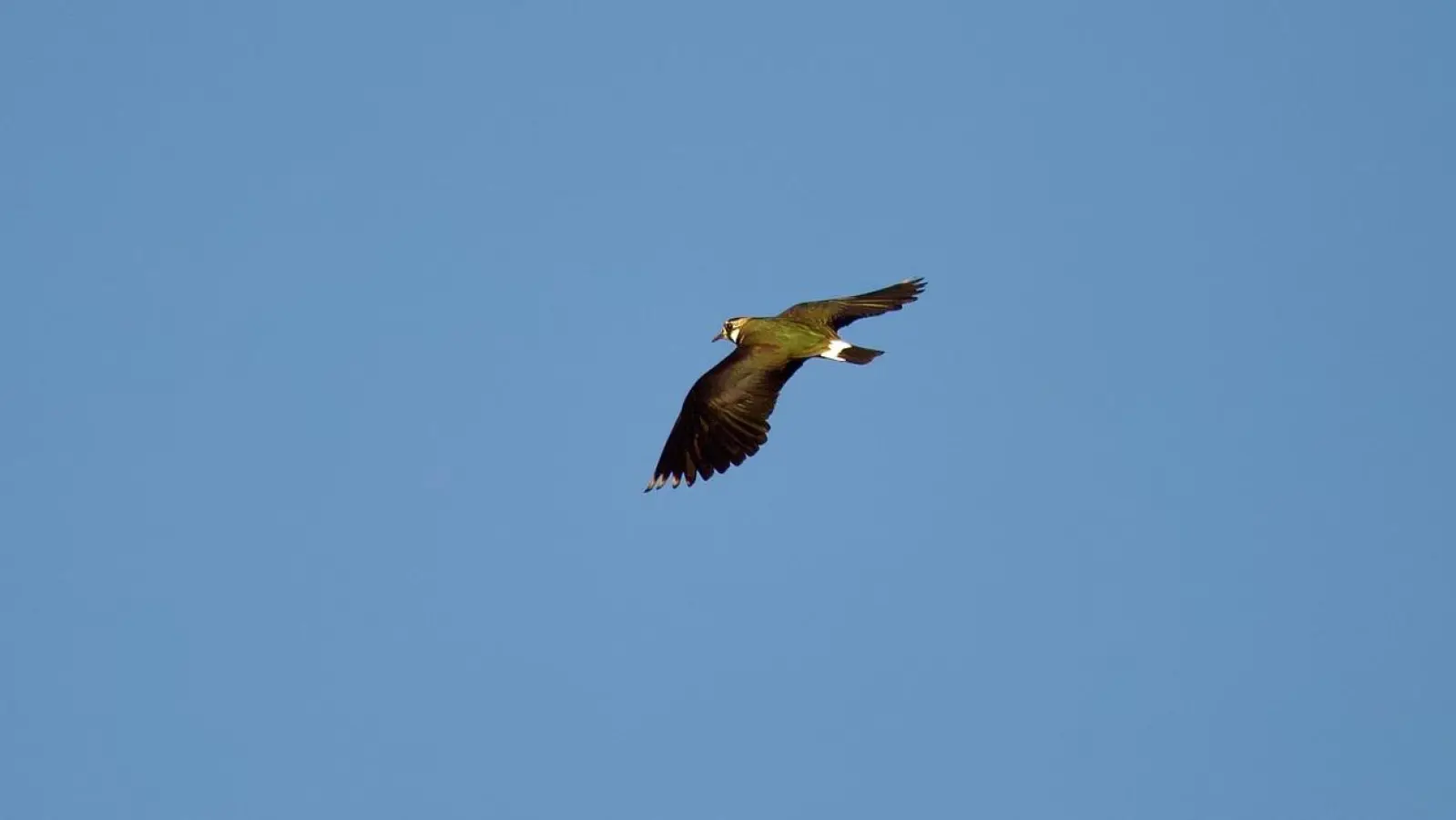 Die allgemeine warme Witterung hat die Kiebitze früh zurückgebracht. (Foto: Jonathan Gentz)