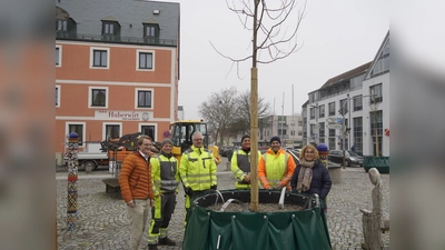 Bürgermeister Sebastian Thaler, die Bauhofmitarbeiter Martin Maurus, Bernhard Labermeier, Thomas Dolzer, Martin Lohmeier und die Leiterin des Umweltamtes, Martina Britz, (v. l.) präsentieren eines der Bäumchen im sogenannten Hotspotpot. (Foto: Gemeinde Eching)